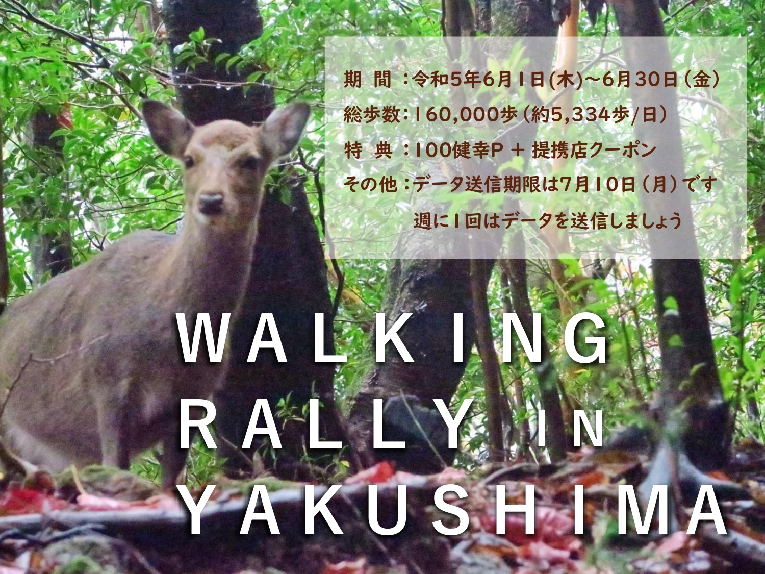 ウォーキングラリー屋久島編.jpg